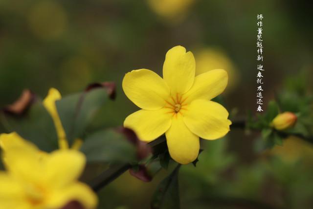 迎春、連翹常弄混，還有一種迎夏花和黃馨花，快來(lái)區(qū)分一下吧