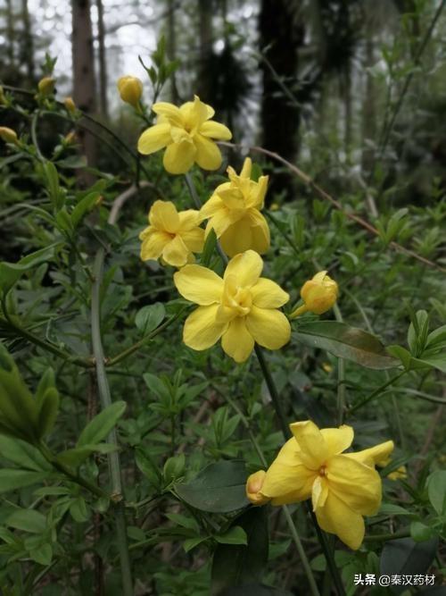 識(shí)花認(rèn)草：野迎春