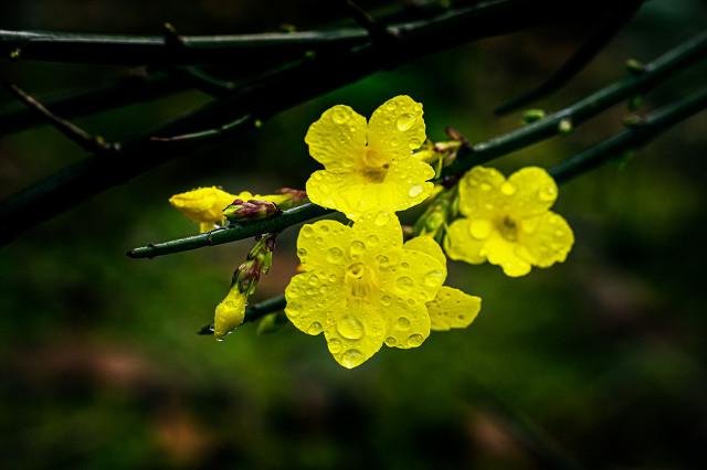 迎春、連翹常弄混，還有一種迎夏花和黃馨花，快來(lái)區(qū)分一下吧