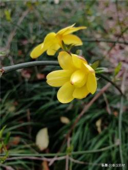 識(shí)花認(rèn)草：野迎春