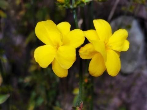 迎春、連翹常弄混，還有一種迎夏花和黃馨花，快來(lái)區(qū)分一下吧