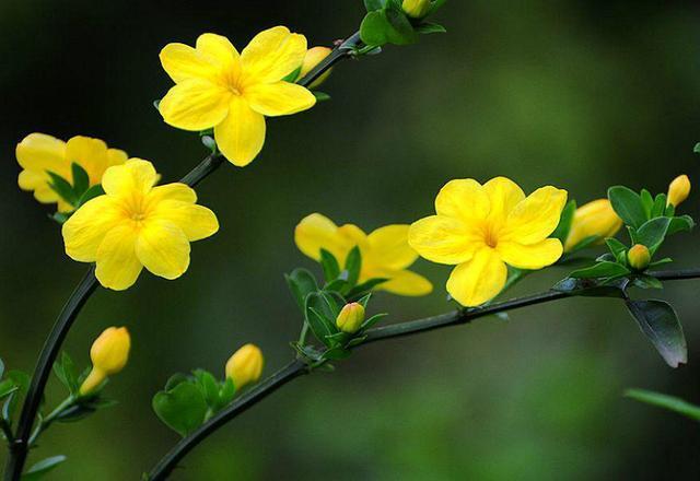 迎春花形態(tài)特征